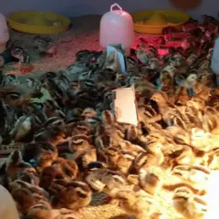 Gà lai chọi tía giống
